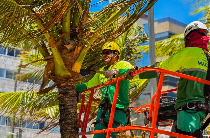 Alurb intensifica limpeza e poda de coqueiros na orla marítima