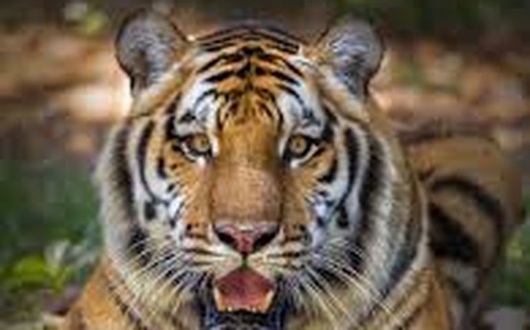 Índice de confiança do consumidor na zona do euro cai para -13,7 em novembro, mostra prévia