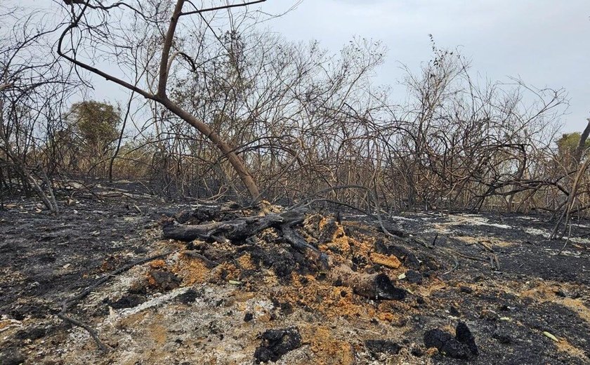 Brasil registra queda de 40% na área queimada em julho