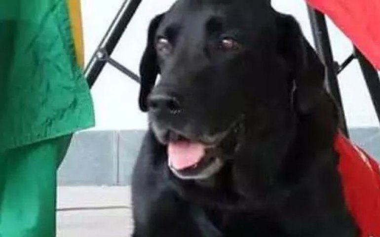 &#8216;Cachorro bombeiro&#8217; Luck, que atuou em Mariana, recebe homenagem após sua morte