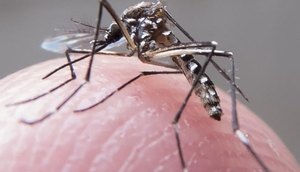 mosquito
