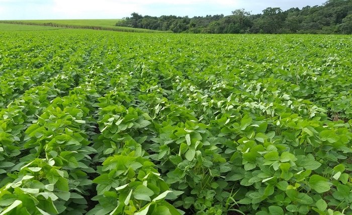 Anadia, Campo Alegre e Limoeiro de Anadia: 6.500 hectares de soja, milho, sorgo, algodão e feijão