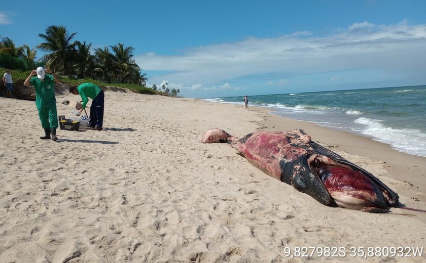 Com cinco metros de comprimento, filhote de baleia encalha na Barra de São Miguel