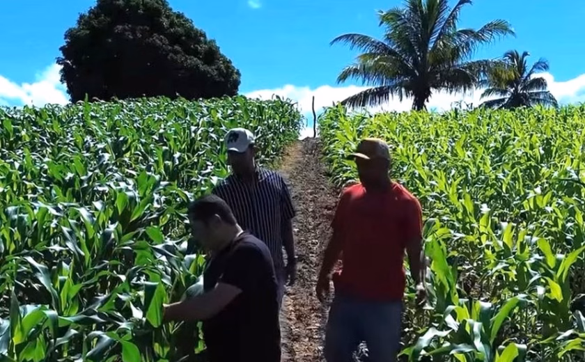 Agricultores familiares de Penedo vão colher mais de 300 toneladas de milho