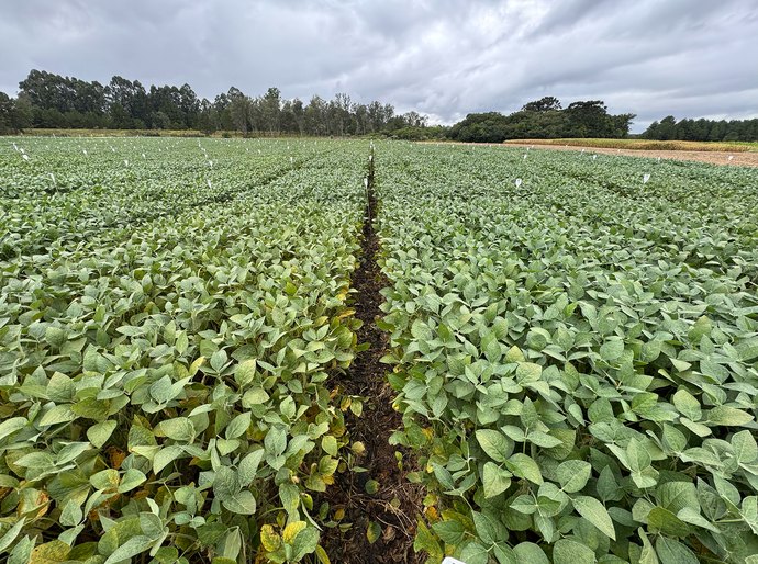 UPL Brasil reforça liderança em fungicidas multissítios com lançamento de Unizeb Flow