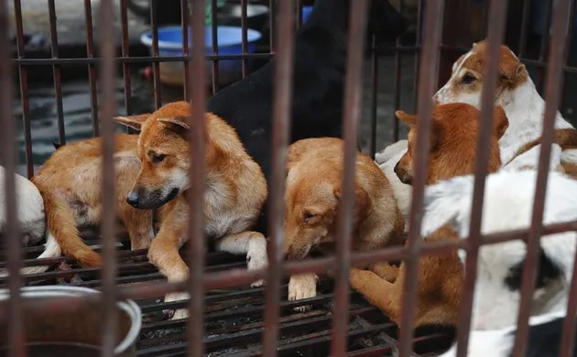 Tradicional mercado da Indonésia é proibido de vender carne de cão e gato