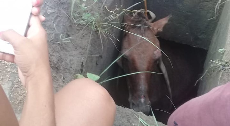 cavalo