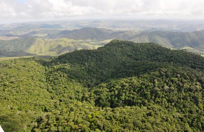 Alagoas registra queda de 68,4% no desmatamento em 2025, segundo MapBioma