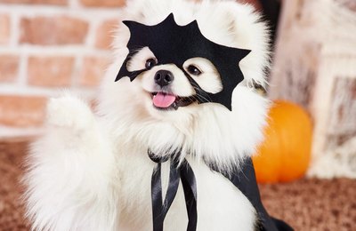 Halloween Pet será atração do Parque Shopping Maceió no dia 28/10