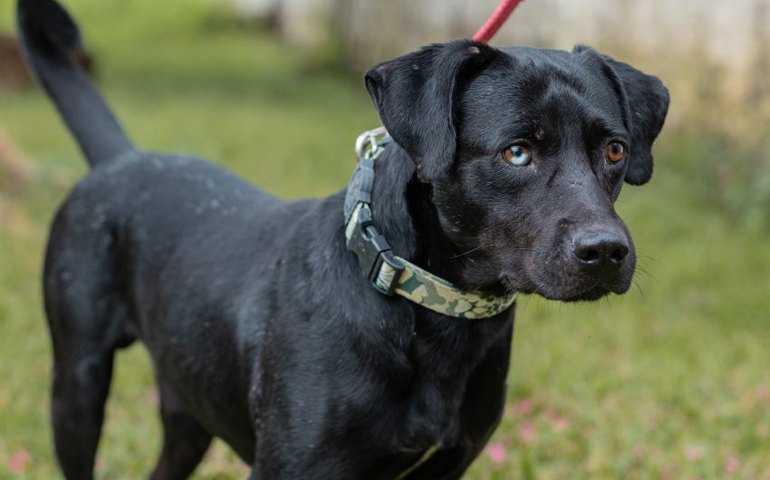 Equipe veterinária do Gabinete da Causa Animal alerta população sobre a leptospirose canina