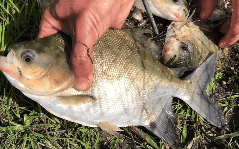 Criação de peixe em tanques escavados gera emprego e renda para agricultores penedenses