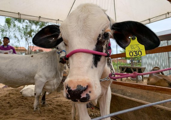 Secretaria de Agricultura prepara programação para a 41ª Expo Bacia Leiteira