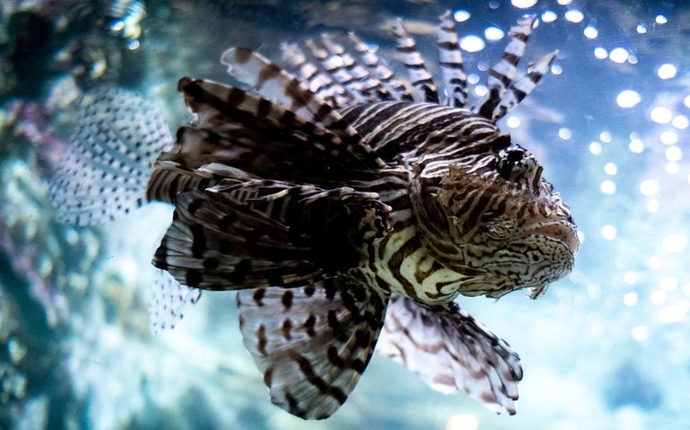 Peixe invasor é identificado em praia turística do Nordeste; entenda qual é risco