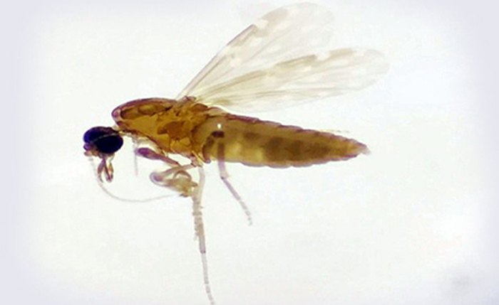 Mosquito maruim transmissor da Febre Oropouche