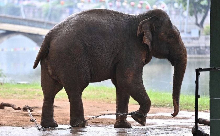 Elefantas acorrentadas no zoológico de Hanói causam indignação no Vietnã