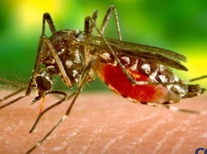 Proteja-se do Zica Vírus: confira as dicas da Secretaria Municipal de Saúde de Coruripe