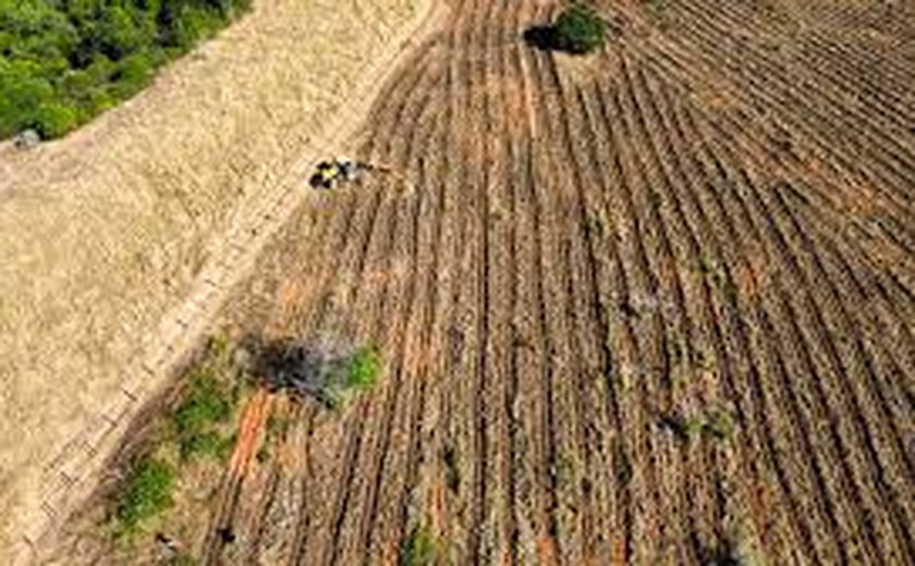 MST refloresta área de assentamento na região do Vale do Rio Doce