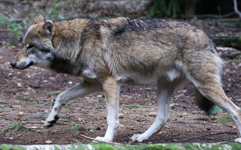 População de lobos na Europa divide produtores rurais e defensores de 'criaturas míticas'; Entenda