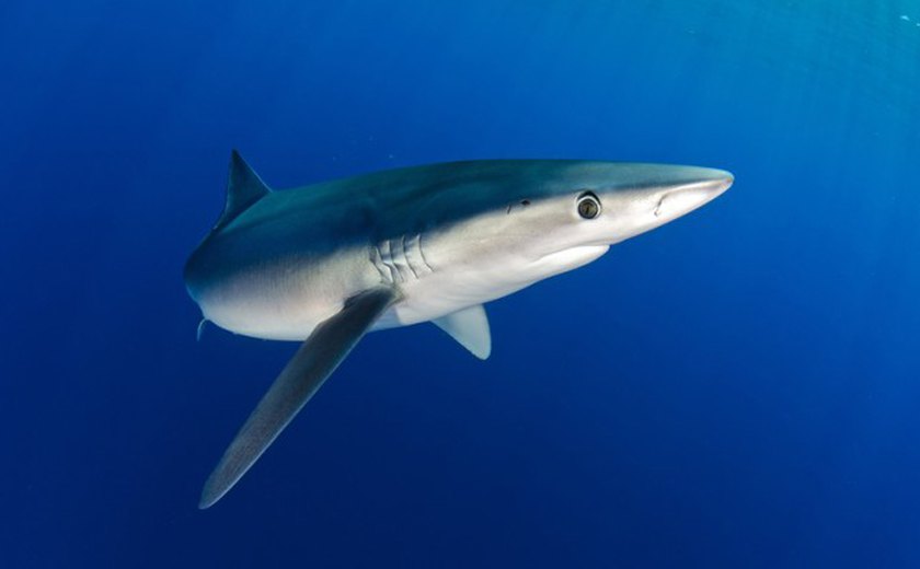 'Tive sorte': jovem é mordido após escorregar e cair em marina infestada de tubarões, nas Bahamas