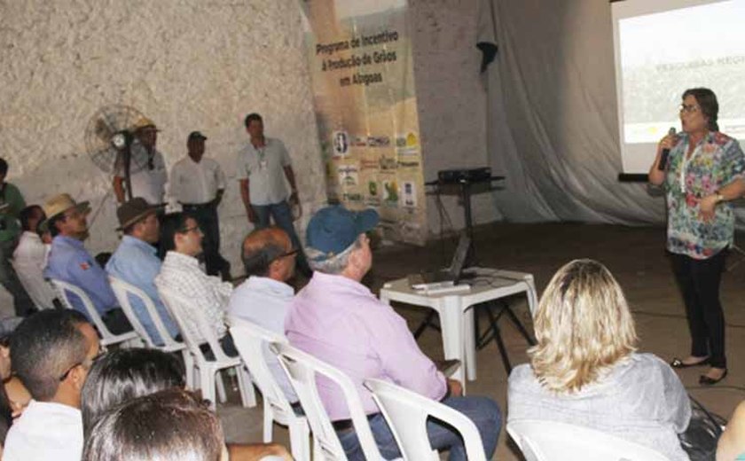 Arapiraca investe na produção de grãos