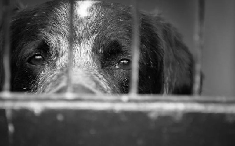 Projeto obriga condomínios a denunciarem maus-tratos a animais