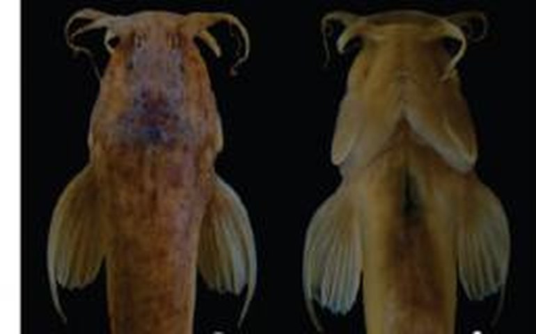Peixe recém-descoberto em gruta de Goiás já está ameaçado de extinção