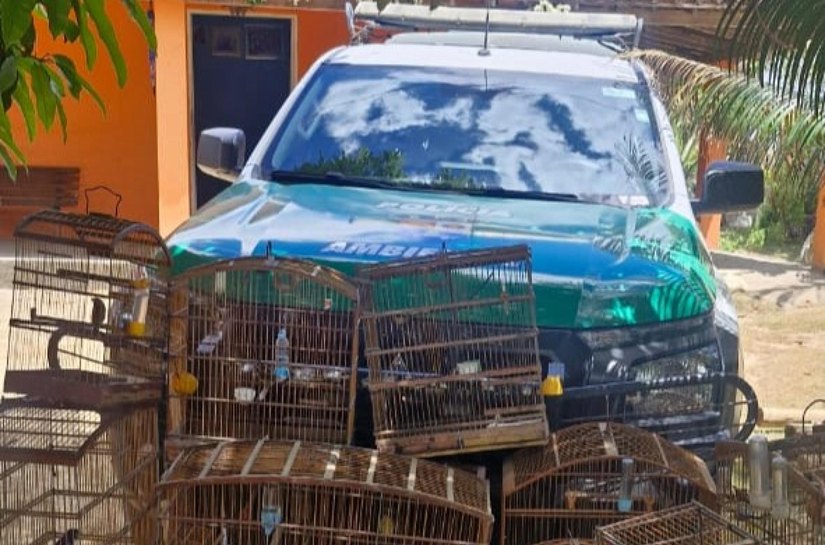 Operação da PM em Ibateguara apreende armas de fogo, munições e aves silvestres
