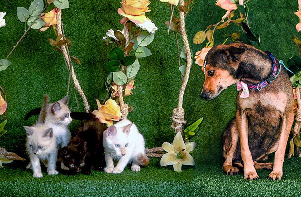 pets
