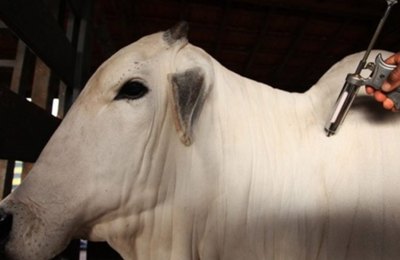 Aftosa: Adeal suspende feira de gado durante período de vacinação, em Palmeira