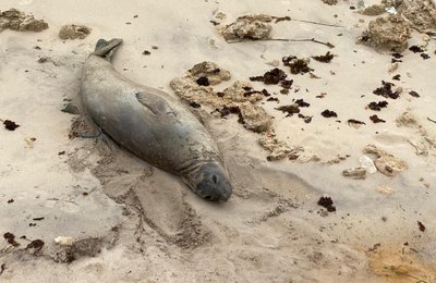 Elefante-marinho encontrado morto em Jequiá da Praia pode ter sido vítima de ação humana