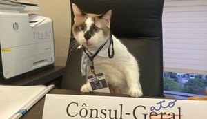 'Cônsul-gato' no seu escritório, em Recife. (Foto: Instagram/@consuladogeraldojapao_recife)