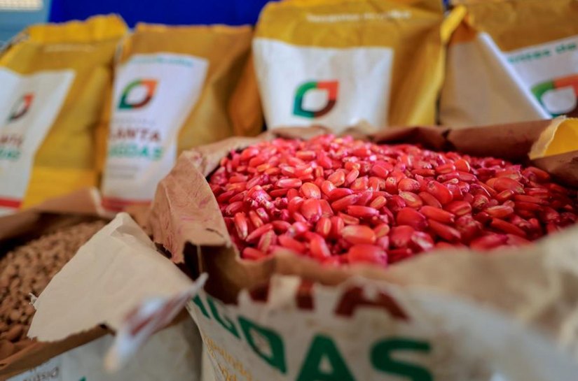 Agricultura familiar recebe 400 toneladas de sementes de milho em 2025