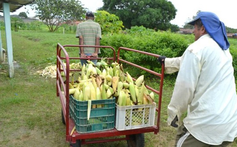Dia de Campo em Jundiá apresenta pesquisas e colheita de soja