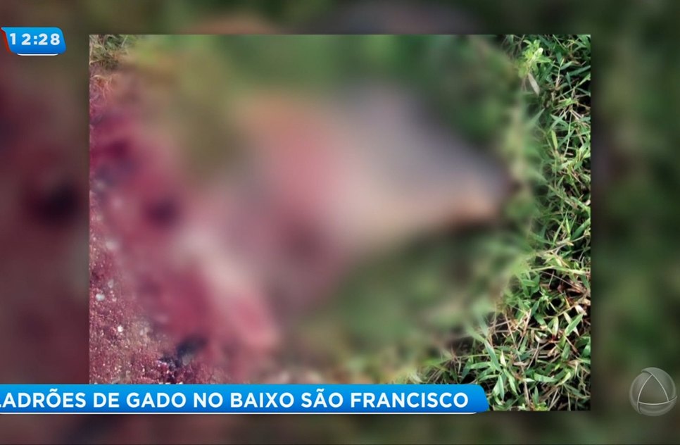 Gado roubado Baixo São Francisco