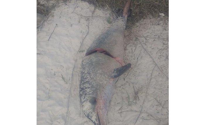 Foto: Instituto Biota