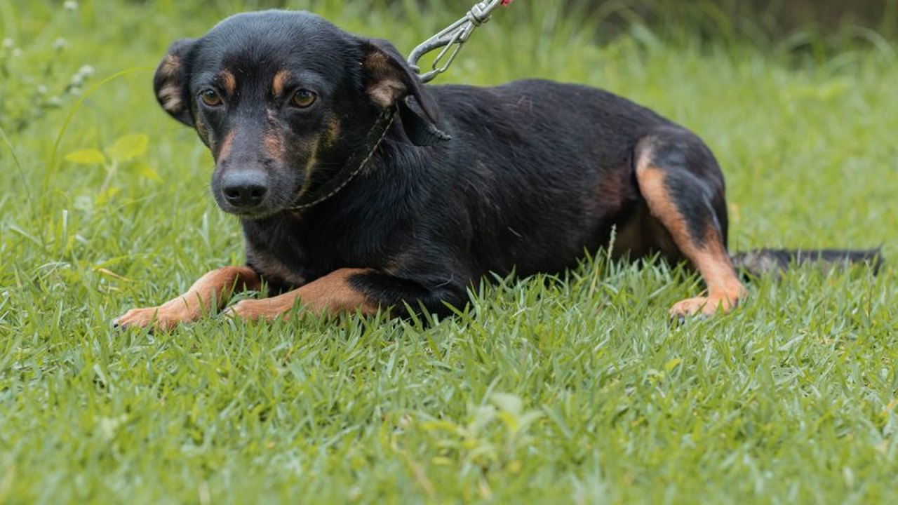 Feira de Adoção da Prefeitura leva cães e gatos para Rua Aberta no domingo (10)