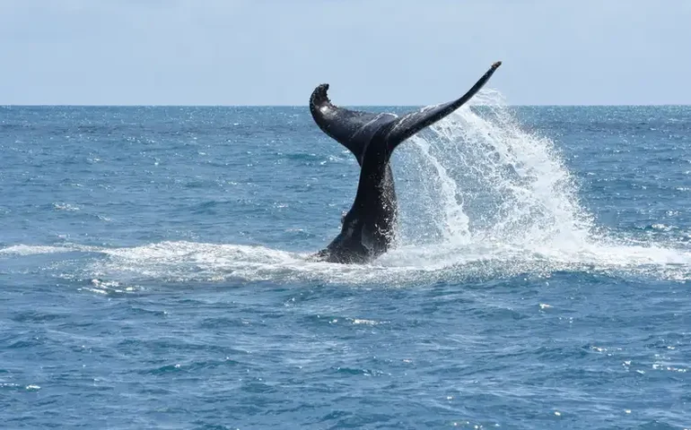 Filhote de baleia com mais de 15 toneladas é encontrado morto em praia do Rio