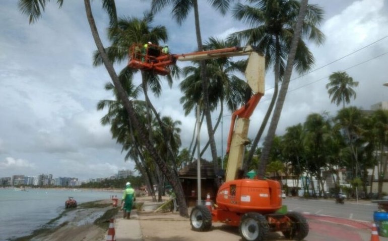 Desenvolvimento Sustentável intensifica limpeza e poda de coqueiros na orla marítima