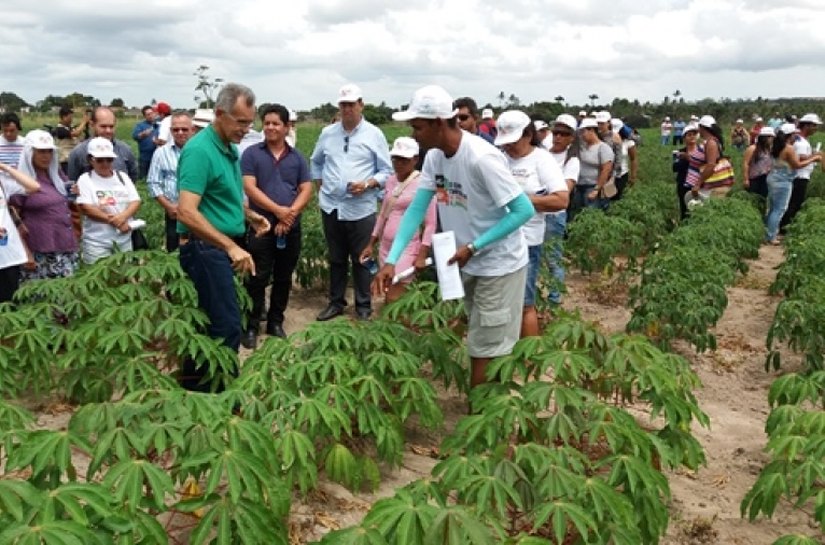 Dia de Campo da mandioca mobiliza agricultores em Junqueiro