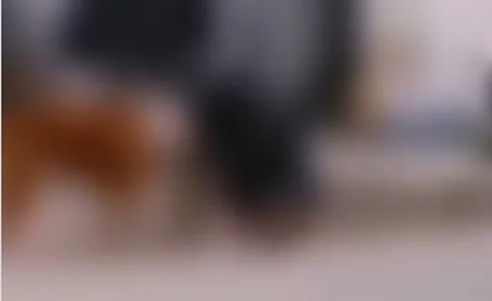 Momento de ataque do pitbull Momento de ataque do pitbull
