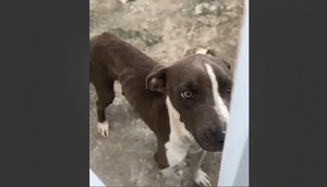 cachorro-resgatado / Foto: Foto: reprodução/divulgação ascom SSP/SE