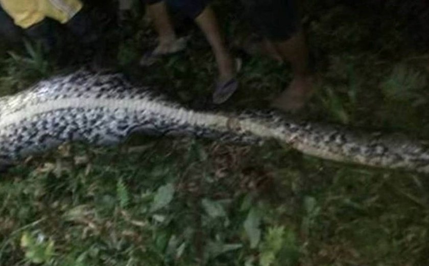 Como corpo de homem foi encontrado dentro de cobra de 7 metros na Indonésia
