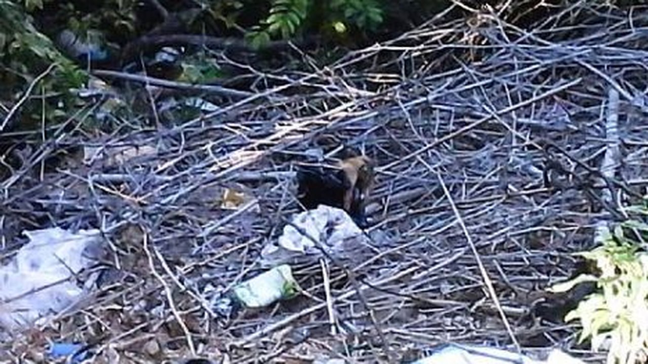 9 Cães foram encontrados em sacos de lixos em uma grota em Maceió