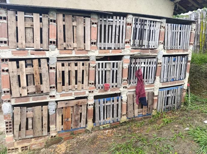 PM flagra rinha e apreende 23 galos que sofriam maus-tratos