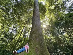 Fazenda Anacã - angelim centenário (Fernão Penteado).jpg 