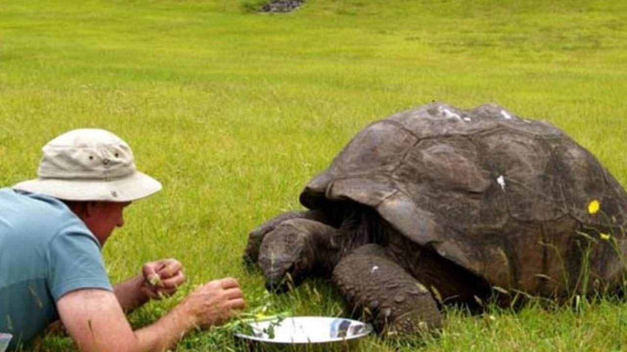 Morre Jonathan, o animal terrestre mais velho do mundo, aos 193 anos