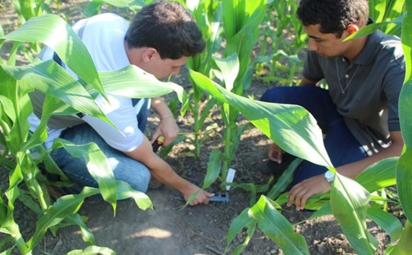 Pesquisa gera indicadores para aumentar produção de milho em Alagoas