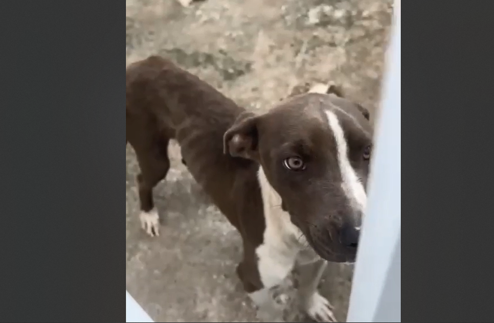 cachorro-resgatado / Foto: Foto: reprodução/divulgação ascom SSP/SE