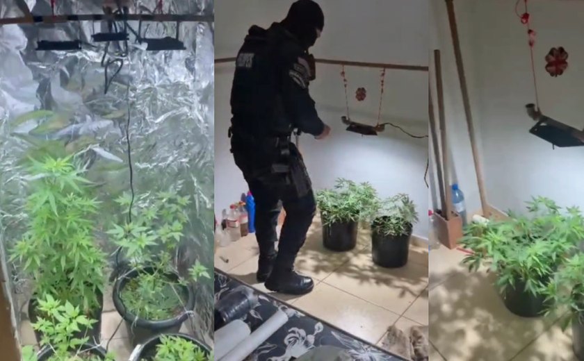 Polícia desmantela estufa de maconha e prende suspeito por tráfico em Delmiro Gouveia
