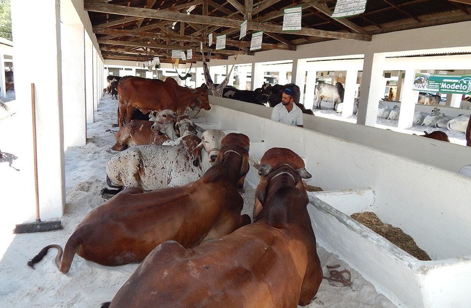 feira agropecuária